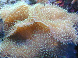 mushroom_160x120
