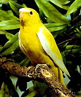 n.elegans