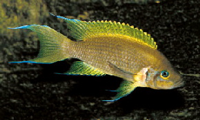 neol pulcher daffodil