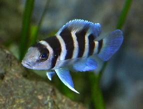 neol tretocephalus
