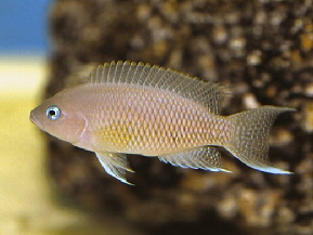neolamprologus_crassus