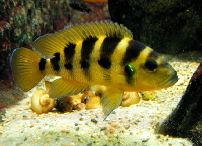 neolamprologus_sexfasciatus