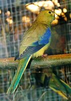 neophema_chrysostoma_s