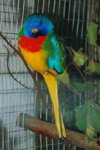 neophema_splendida