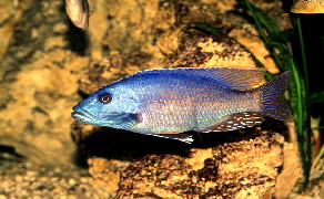 nimbochromis_fuscotaeniatus1