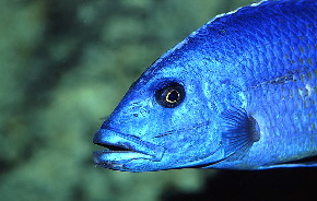 nimbochromis_fuscotaeniatus3