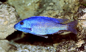 nimbochromis_fuscotaeniatus5