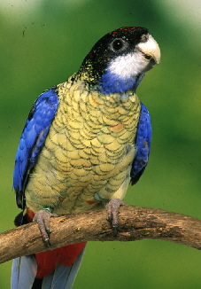 northern rosella