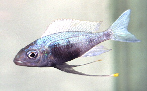 ophthalmotilapia_ventralis_sumbu
