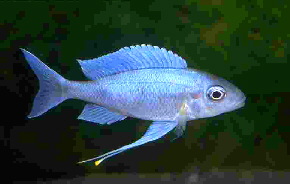 opthalmotilapia_ventralis