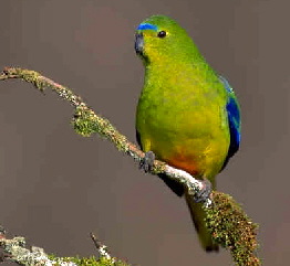 orangebellied1