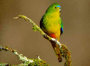 orangebellied parrot