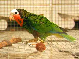 palmarum1