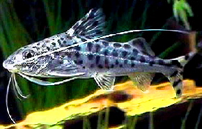 pictus2