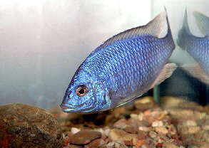 placidochormis_phenochilus1