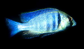 placidochromis_electra_1