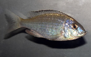 placidochromis_phenochilus2