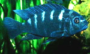 pseudotropheus-crabro