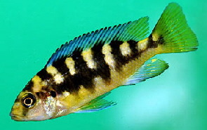 pseudotropheus_crabro_2