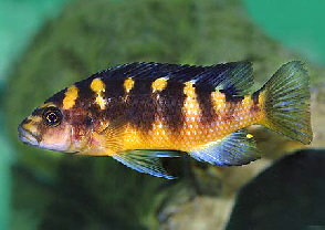 pseudotropheus_crabro_x