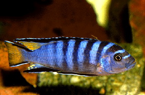 pseudotropheus_elongatus_mpanga