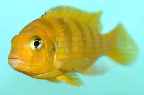 pseudotropheus_lombardoi_adult_male_1