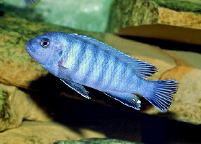 pseudotropheus_socolofi