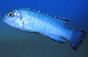 pseudotropheus_socolofi_1