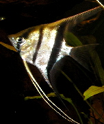 pterophyllum_scalare