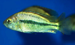 pundamilia_nyererei_female_1