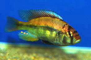 pundamilia_nyererei_male_1