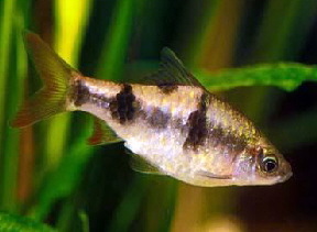 puntius_arulius_female