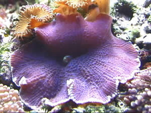 purplemush