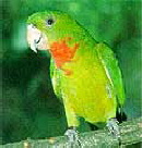 red-throat