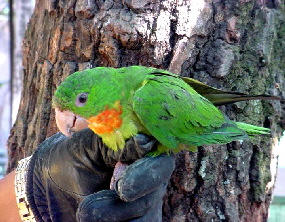 red-throat1