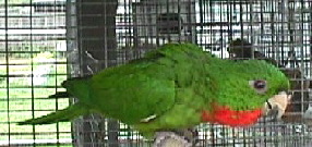 red-throat2
