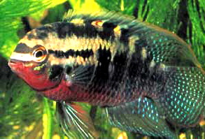 redbreasted_flag_cichlid