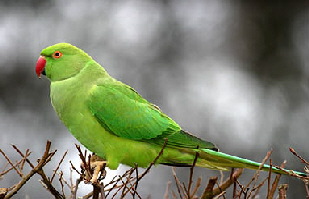 ringneck02