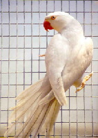 ringneck_white