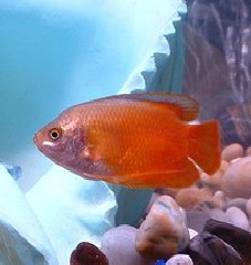 robin gourami