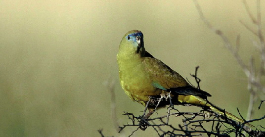 rockparrot2