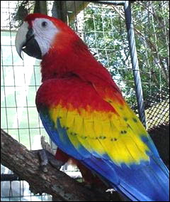 scarlet-macaw