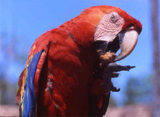 scarlet