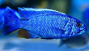 sciaenochromis_fryeri_adult_1