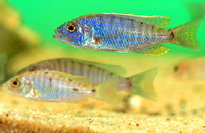 sciaenochromis_fryeri_juvenile_1