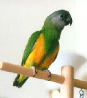 senegali