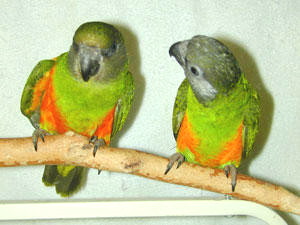 senegals