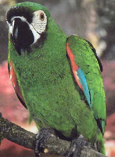 severe__macaw