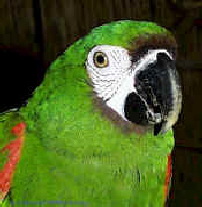 severemacaw1