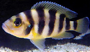 sexfasciatus